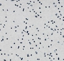 Линолеум Forbo Sphera EC 450017 ivory